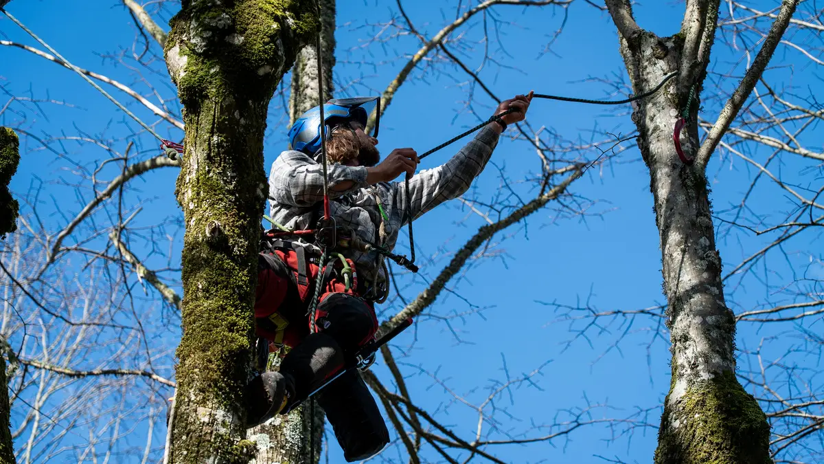 Baumpfleger Michael Stellbauer klettert mit Seil und Helm in einer Baumkrone vor blauem Himmel
